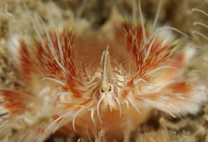 Hairy Fireworm by Suzan Meldonian 